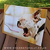 French Bulldog Getwell Card - Avanti
